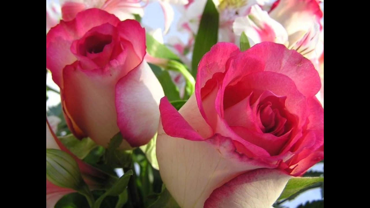 THE ROSE GARDEN SERENADE A Slow Rag for the Ukulele by "UKULELE MIKE