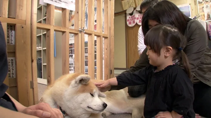 Japan’s Most Faithful Dogs The Akita Inu - DayDayNews