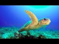 view Why Florida Beaches Are Vital for Loggerhead Sea Turtles (4K) digital asset number 1