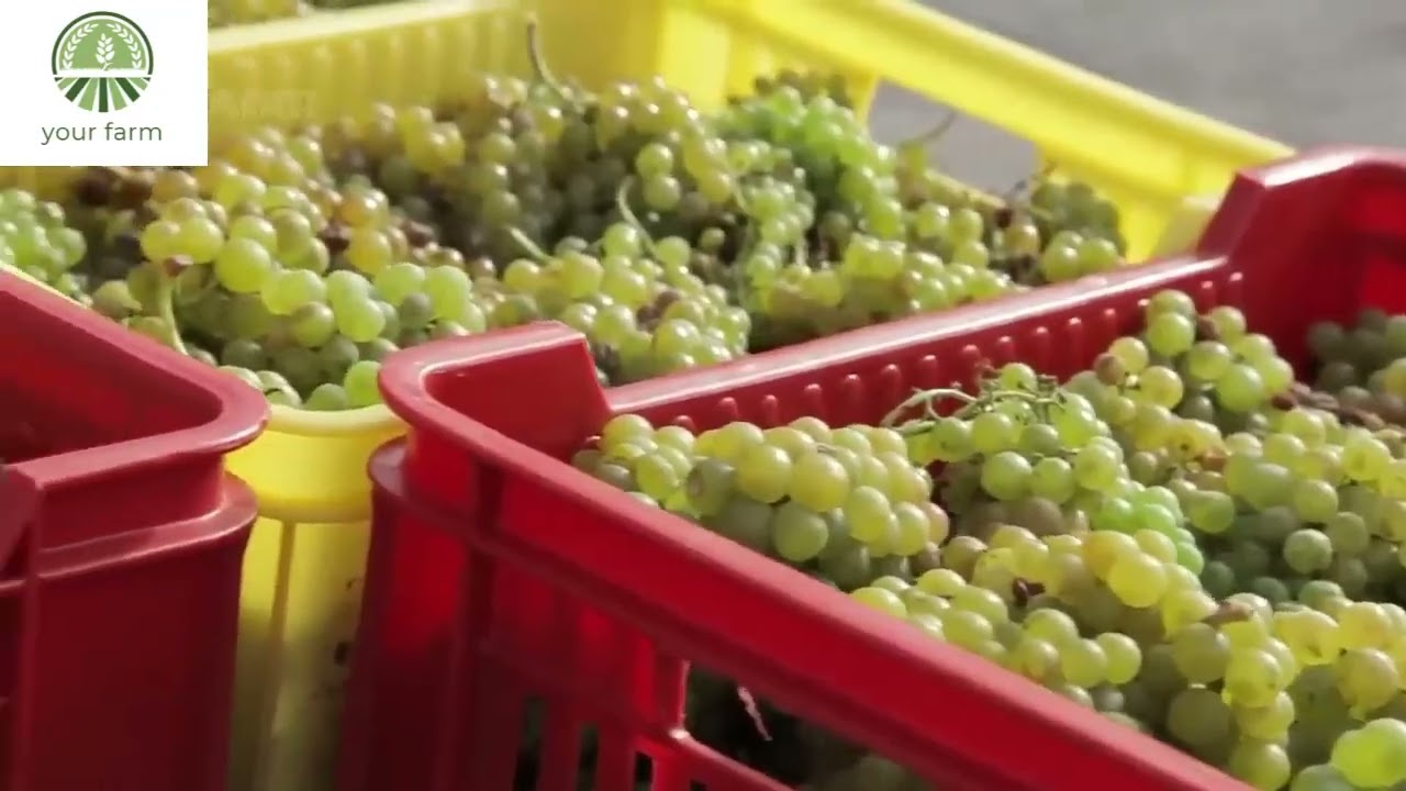 Growing and Harvesting Grapes in the Volcanic Land - How to Make Volcano Wine at the factory