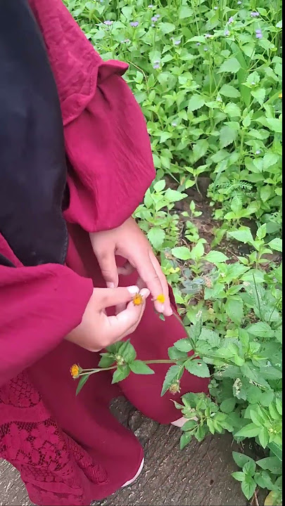 Mumu is the sunflower of Baleum in bloom #shorts