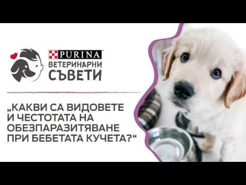 Видео: Лечение на отрови за кучета с антифриз - Отравяне с антифриз при кучета