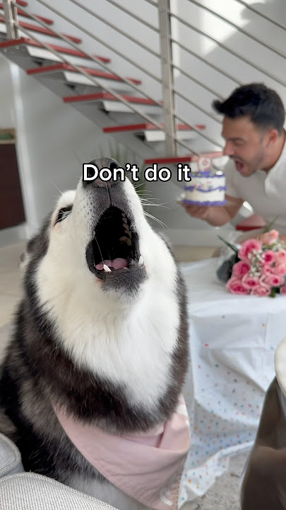 Makan Kue Ulang Tahun Husky Saya & Dia Panik 👀😳