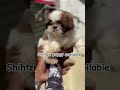 Shihtzu pup available #shihtzu #puppy #shihtzus #shihtzupuppy #doglover #mumbaikar #mumbai #cute