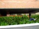 bush diving 4