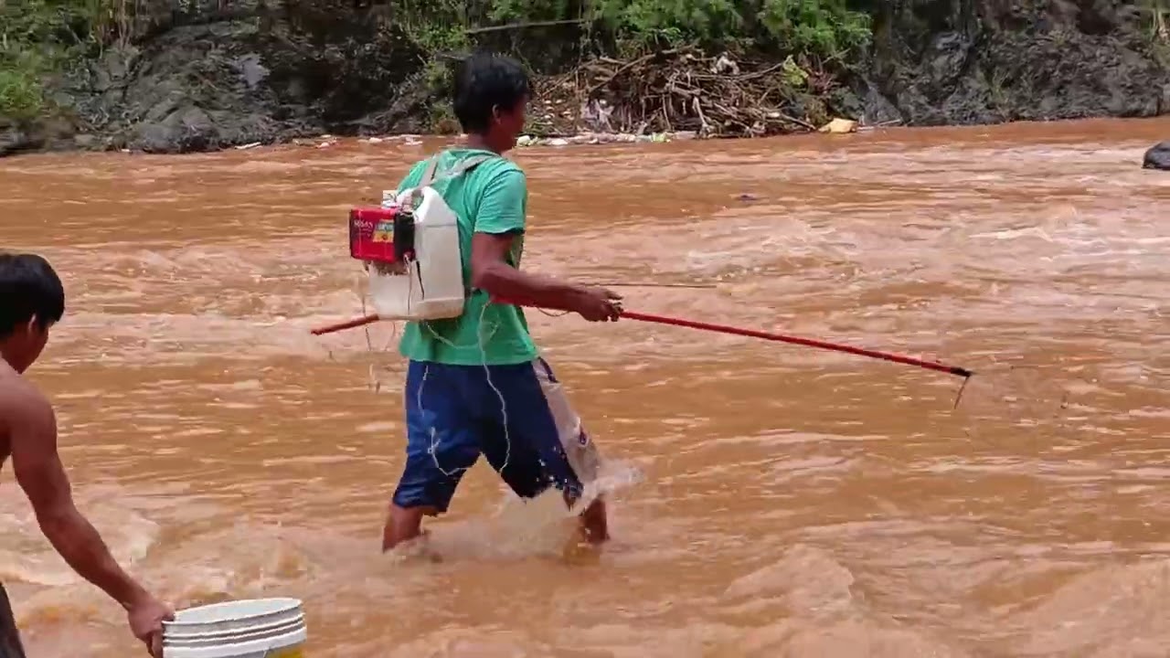 Naglabasan ang malalaking Tilapia pagtapos ng ulan. 