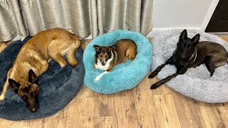 Dog Beds By Pup Show #dog #doglife #dogbed by Neu County 4,815 views 6 months ago 3 minutes, 15 seconds