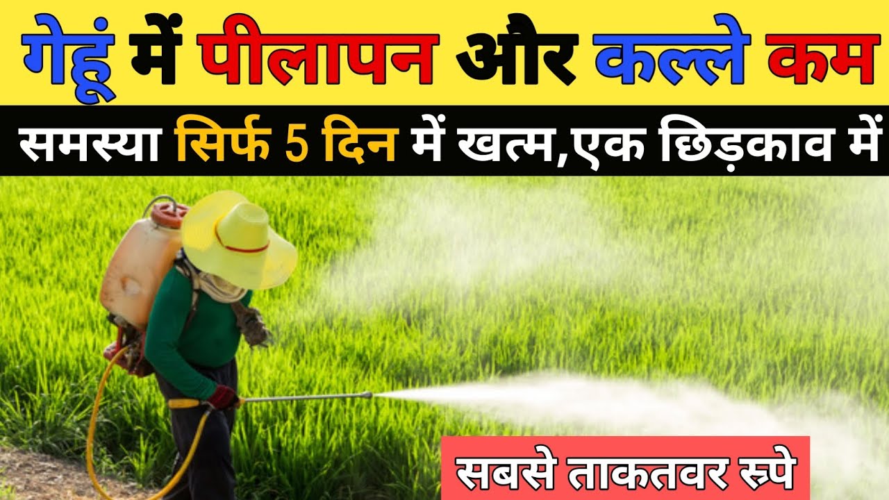 गेंहू में पीलापन एक छिड़काव में खत्म || Gehu Ki Kheti || Gehu me kalle ...