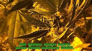 Orange Hill inspiration og cannabis Garden over Cypress Hill