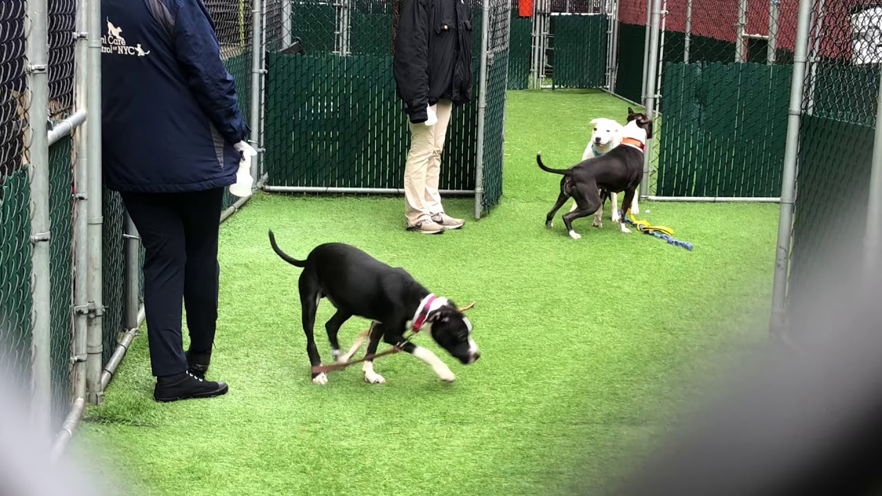 camera iphone 8 plus apk Bailey 57177, Princess Camellia 57672 and Ziggy 57228 NYCACC