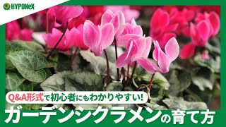 ☘24:ガーデンシクラメンの育て方｜苗の選び方や夏越えの方法は？花がら摘みは行ったほうがいいの？｜【PlantiaQ&A】植物の情報、育て方をQ&A形式でご紹介