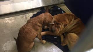 Watch Chihuahua Licking The Face Of His Best Friend Videos