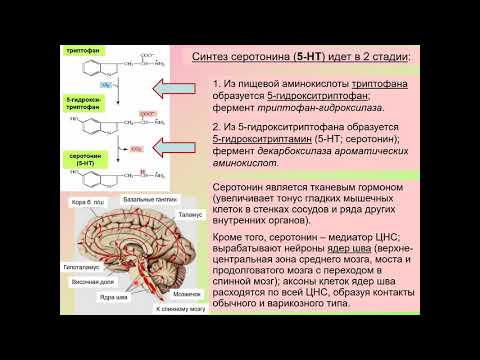 Дубынин В. А. - Химия мозга - Серотонин