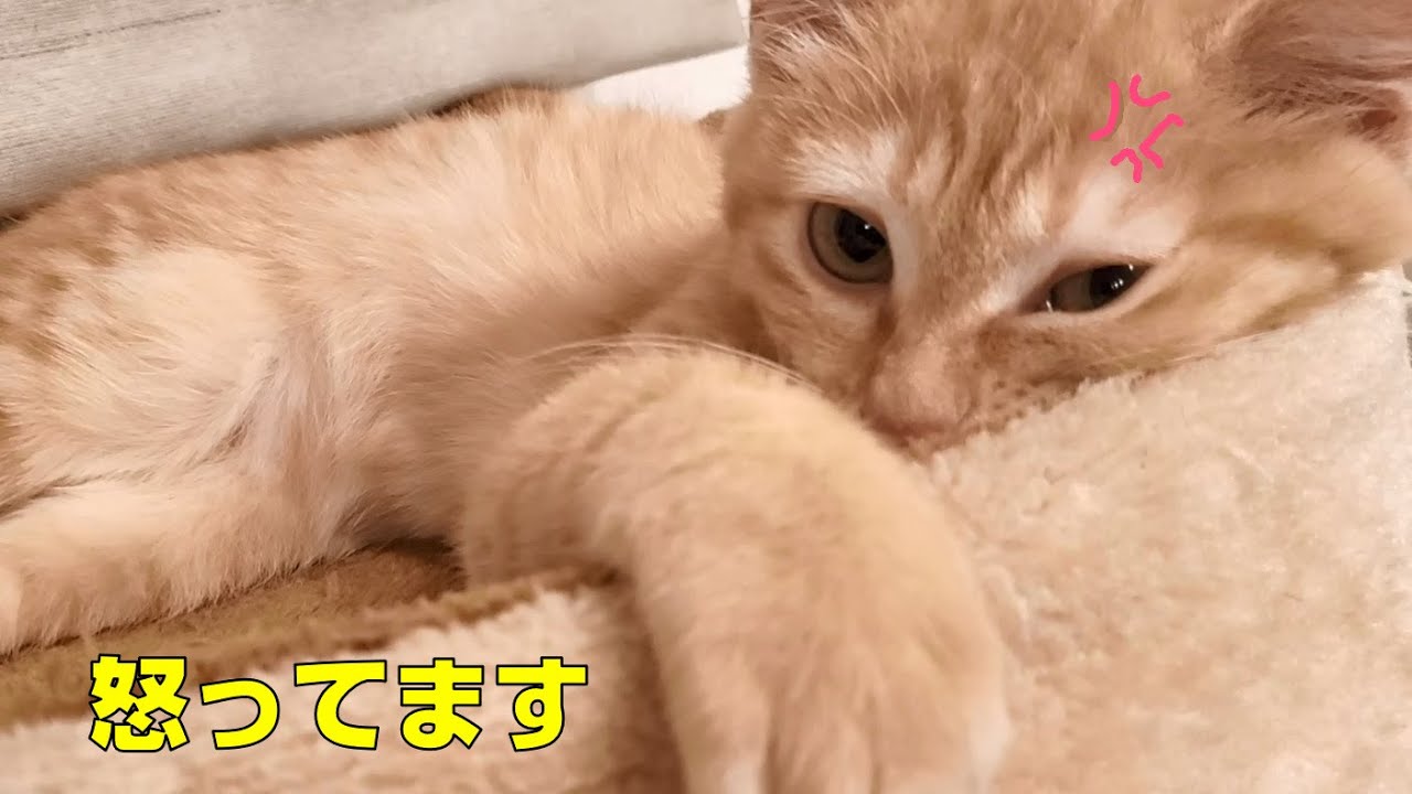 保護猫】むぎの秘密を動画にしたら怒られました【臍ヘルニア】 - YouTube