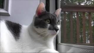 Machinegun Cat But With Loud Thuds
