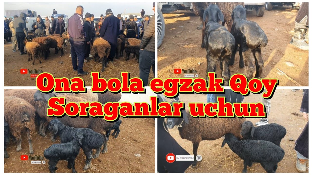 SURXONDARYO ZANG MOL BOZORIDAN ONA BOLA QO'Y NARXLARI 27 01.2024