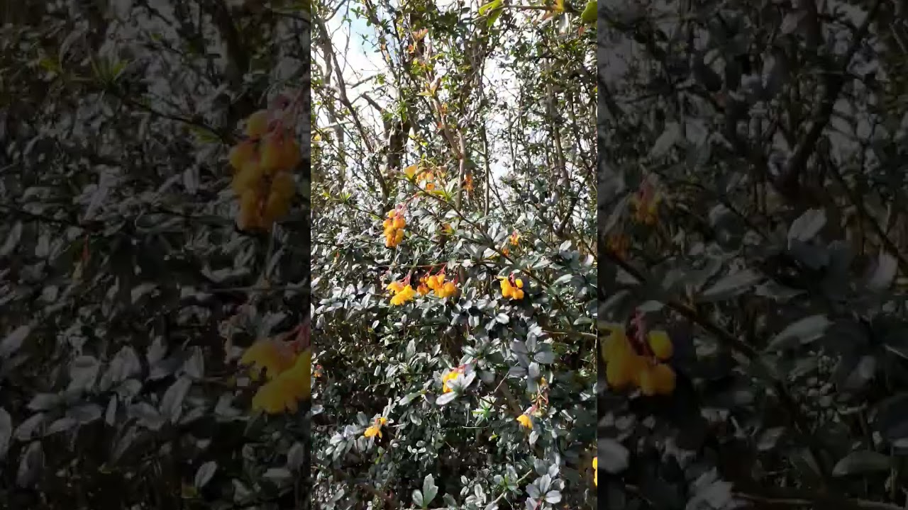 🏵BERBERIS DARWINII🏵 (Berberdaceae)