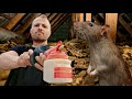 Rpulsif  comment faire fuir les rats  souris dun grenier 