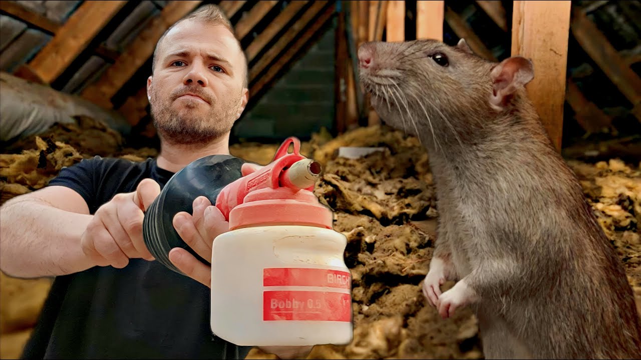 Répulsif : Comment faire fuir les RATS & SOURIS d'un grenier ? 