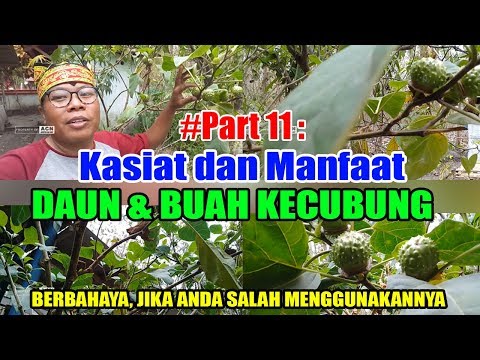 #Part11 : Kasiat dan Manfaat Daun & Buah KECUBUNG