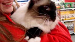 Ragdoll Cat Goes To Petco! and Meows Loudly!   ラグドール  Floppycats