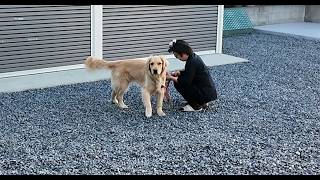 【2026年4月20日16時53分】仕事前に巨大地震発生！看板犬と一緒に避難する。【Golden Retriever japan】