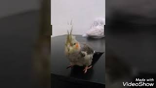 Clipe 2 calopsita Catarina clipe oficial