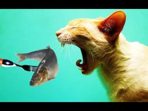 Какие продукты опасны для кошки? Топ 5 вредных продуктов для кошки. Часть 1