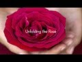 Unfolding the rose