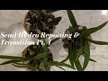 Relax &amp; Repot | Transitioning 3 Orchids to Self Watering Semi-Hydroponics Part 1: Initial Repotting