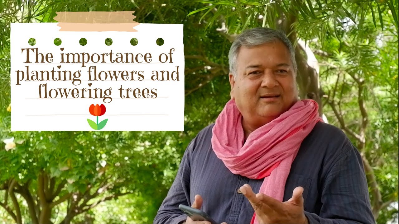 The importance of planting flowers and flowering trees YouTube