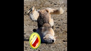 Funny Animal Videos. Курьезы с животными!)))