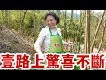 農村媳婦上山摘香椿芽，壹路上驚喜不斷，開心的像個孩子