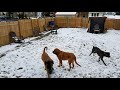 Massive Whiteout Snowstorm Benji 12 09 17 #snowstorms #canine #apocolypse