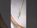 Easy and beautiful 3d flower Design with Frenchknot stich 🧶 | for beginners | #viralshorts #new