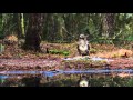 Goshawk versus Buzzard in front of Hide 8