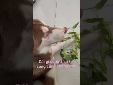 Cầm tinh con