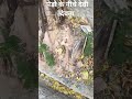 हमारी श्रद्धा #viralreels