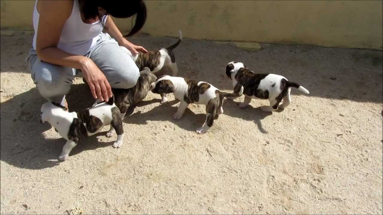 Canil Totem Filhotes Forcabruta Chica 2012 American Bulldog Youtube