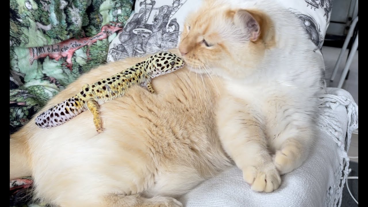 中々上手く遊べない猫とヤモリ レオパ の交流が可愛い Youtube