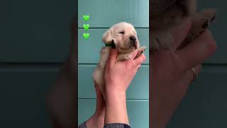 Мальчик?, лабрадор 4 недели, свободен для брони, подробно в описании dog собака viral puppy