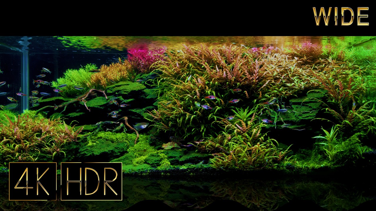 The Ultimate Aquascape｜ Fixed Point 3hours 4K HDR 60fps｜Real Aquarium