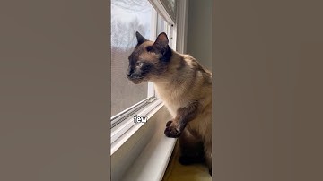 How to make your cat happy :)