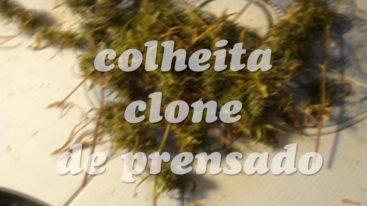 cultivo de cannabis medicinal(colheita clone prensado 