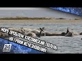 Море проблем: каспийский тюлень на грани исчезновения
