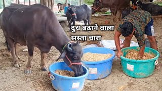 उत्तर प्रदेश और बिहार की भैंसों के लिए चारा इस तरह से तैयार करें | Buffalo Feed | Bhains Palan