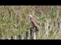 Buizerd ,het broek -Vuren