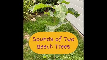 Sounds of Two Beech Tree Using Plantwave Device