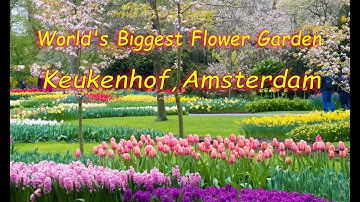 Keukenhof Gardens and Tulip Fields Tour II Day Trip from Amsterdam II Floating Feathers