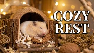Deep Sleep Ambient with a Cozy Resting Hamster